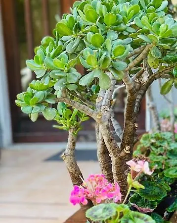 Pensión Liu' Al Viale 4*