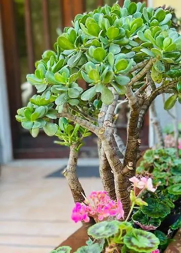 Guest house Liu' Al Viale 4*